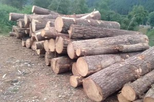 顺帆木业出售优质松木原木