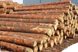 立陶宛国内木材价格行情_2022年6月28日
