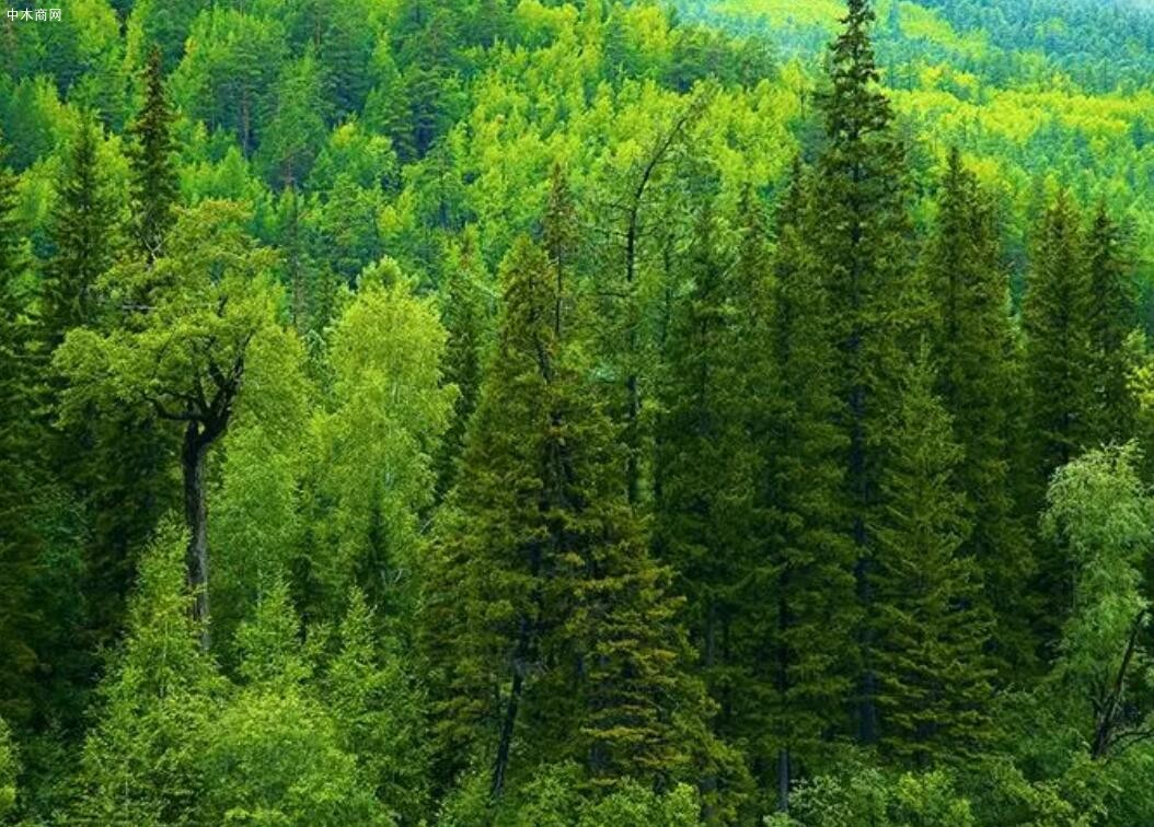 俄罗斯森林面积三年来首次增长