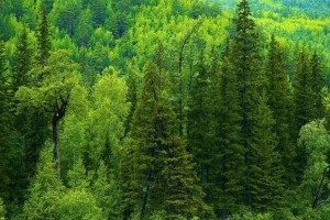 俄罗斯森林面积三年来首次增长