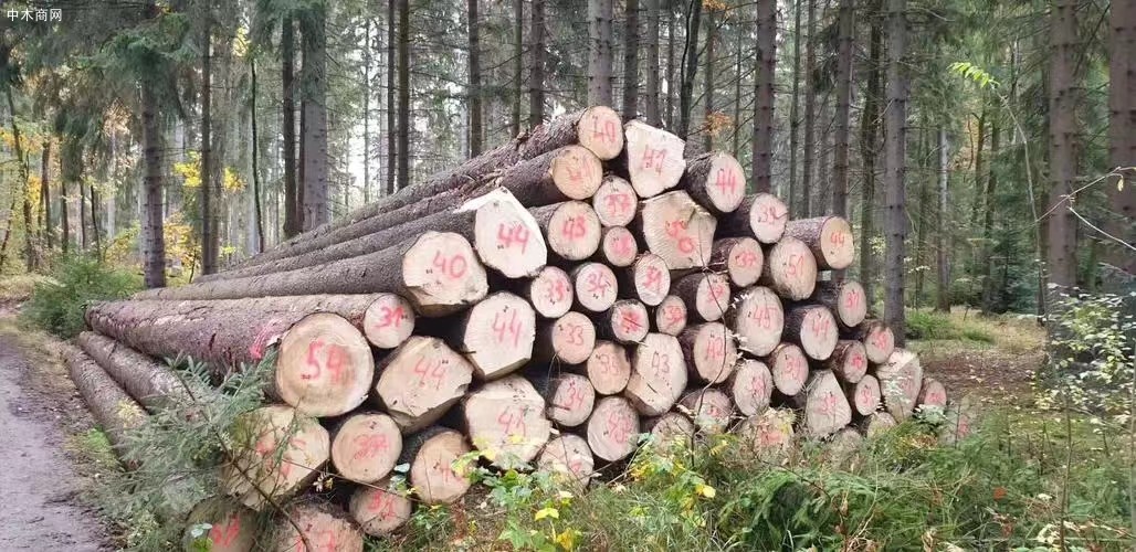 欧洲云杉原木材厂家报价