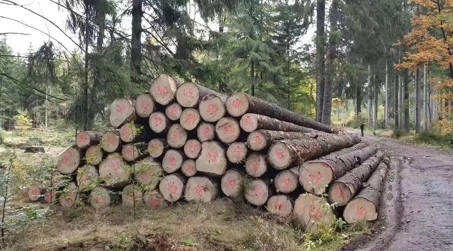欧洲云杉原木最新厂家供应