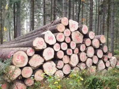 欧洲云杉原木材厂家最新报价