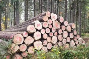 欧洲云杉原木材厂家最新报价