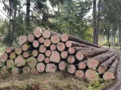 欧洲云杉原木材厂家最新报价图3