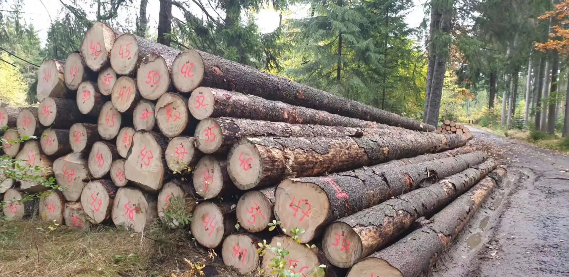 欧洲云杉原木材报价