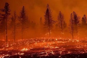 欧洲多国发生大规模野火事件