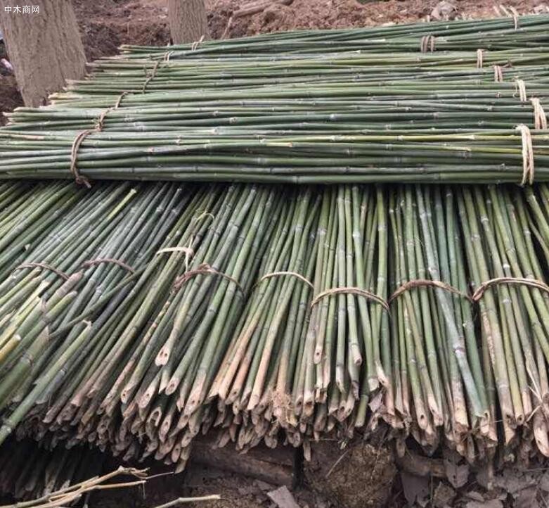 上半年四川竹材制浆产能突破170万吨