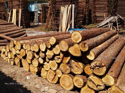 林场直供--本地香杉木材 杉木原木 杉木桩 支撑竿 房梁木材图3