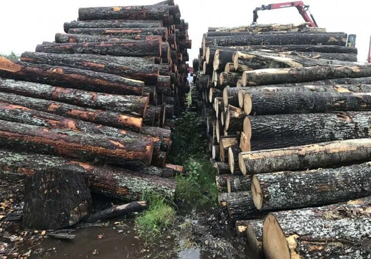 保加利亚今年11月前将禁止向非欧盟国家出口木材