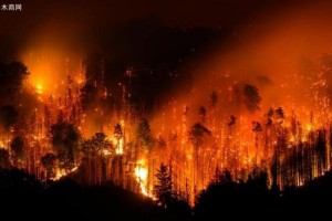 欧洲森林再次面临创纪录的火灾破坏