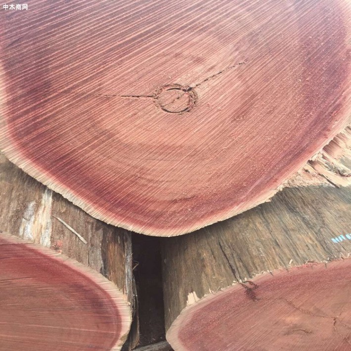 利比里亚：550根非法砍伐的原木被遗弃在原地