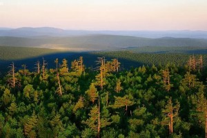 內蒙古大興安嶺林區累計造林2000多萬畝