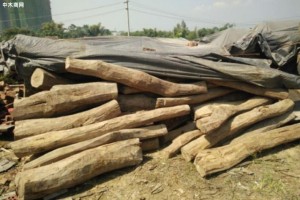广西木材与纸浆产量大幅提升