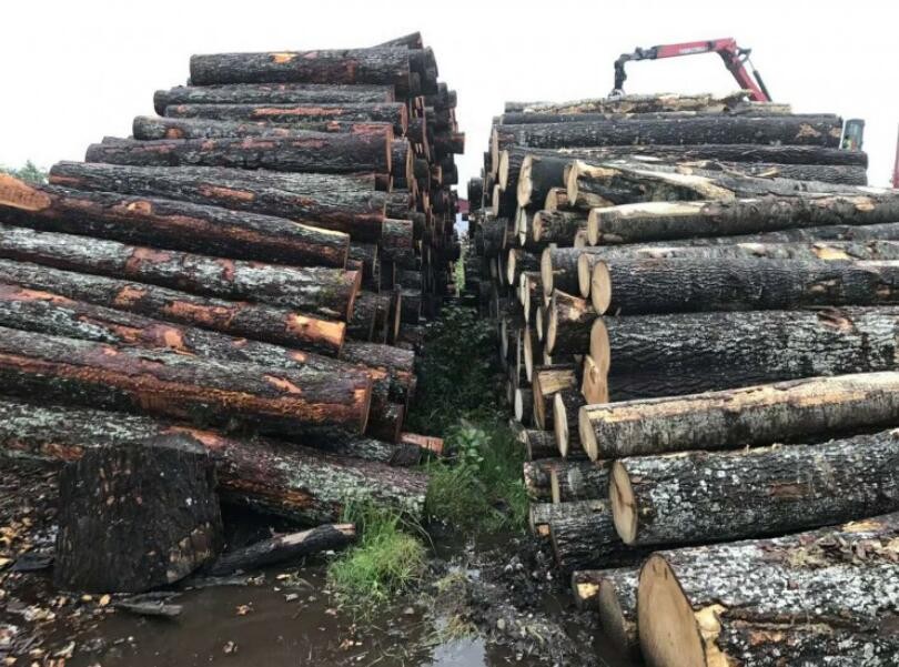 欧洲木材价格飙升