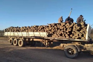 烟台市开展木材运输车辆专项治理行动