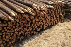 黎平县推动木材产业招商引资工作再上新台阶