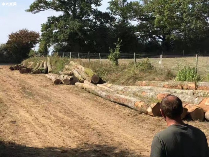 法国：明年9月起，小于2米的原木只能是干木