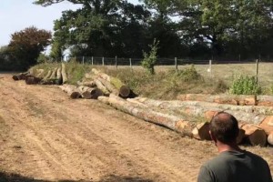 法国：明年9月起，小于2米的原木只能是干木