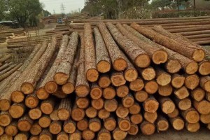 约有15%的木材属于非法砍伐