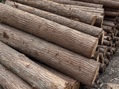 林场直供--本地香杉木材 杉木原木 杉木桩 支撑竿 房梁木材图2