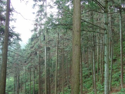 自主山林杉木出售图1