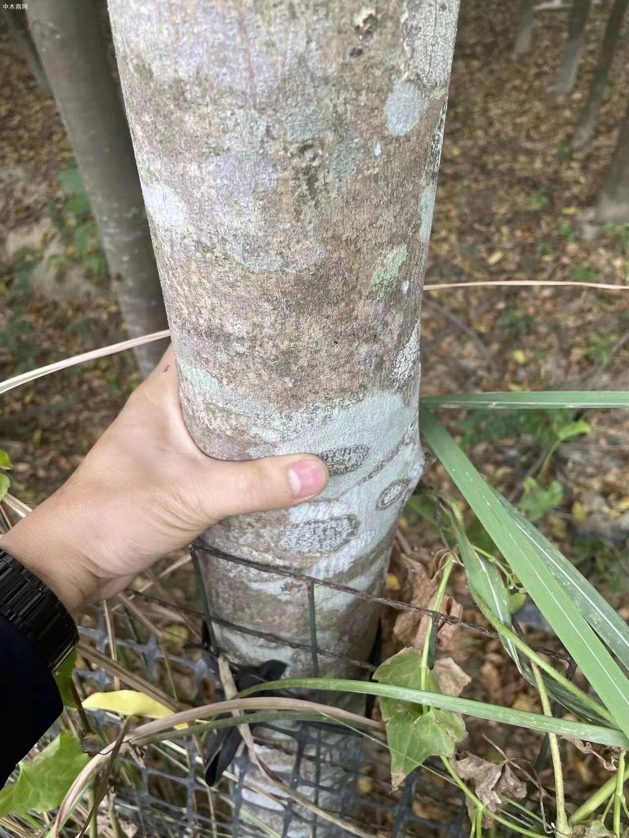 沉香树出售