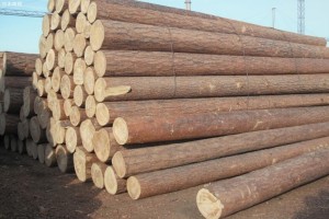 哈萨克斯坦出台木材出口禁令
