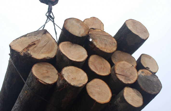 欧盟与圭亚那签署合法木材可持续贸易协议