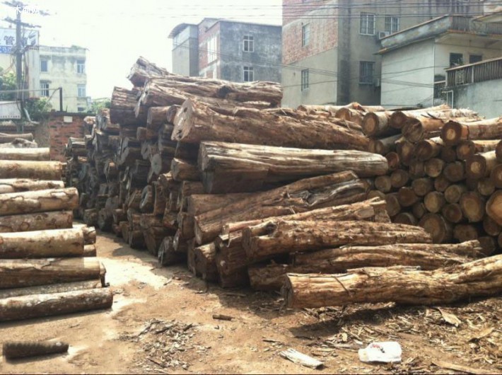 广西南宁树木园木材销售累计近3亿 创历史新高