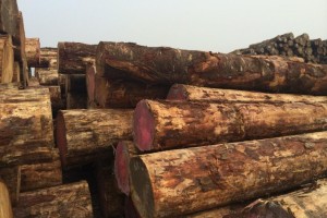 11月新西兰出口木材同比下降58%
