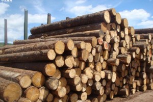 澳大利亚面临木材供应难题