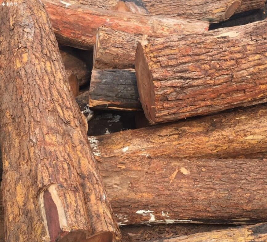涉及多起犯罪,一名中国籍伐木商被勒令关停公司