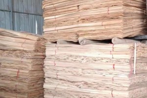 广西省南宁武鸣区持续做大做强林木产业
