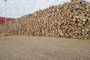 山东口岸烟台港蓬莱港公司1月份木材类货源吞吐量同比增长260%
