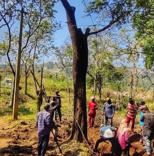 印度喀拉拉邦一株大型檀香木材被砍伐！