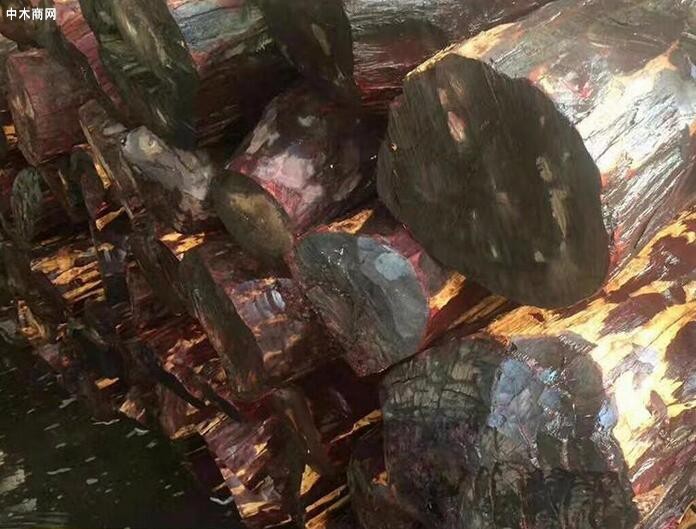 坦桑尼亚木材行情