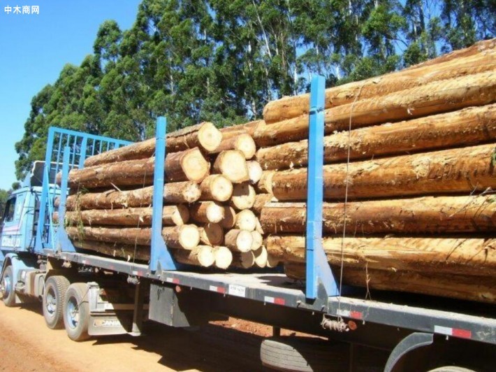 澳大利亚木材行情