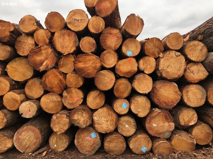 澳大利亚涉及非法木材，14家企业被罚款超18.6万美元