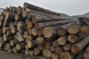 2022年英国木材进口减少25%