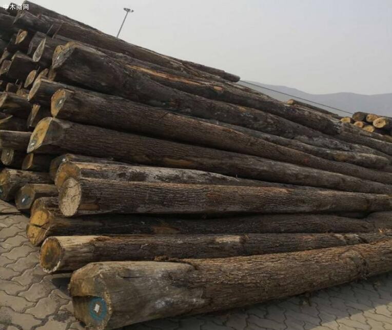 中国越来越多从欧洲购入,木材价格正谨慎上涨！