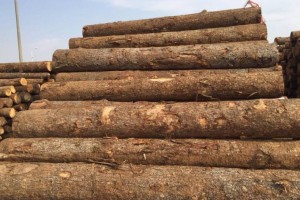 尽管有贸易限制,澳大利亚或可恢复对华木材出口