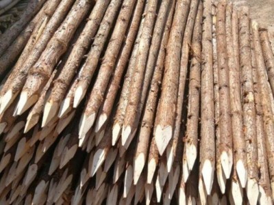 宣城盛平木业上海杉木桩规格怎么量图1