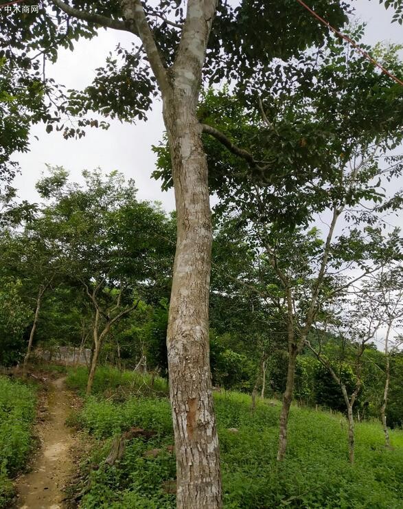 十年生海南黄花梨树