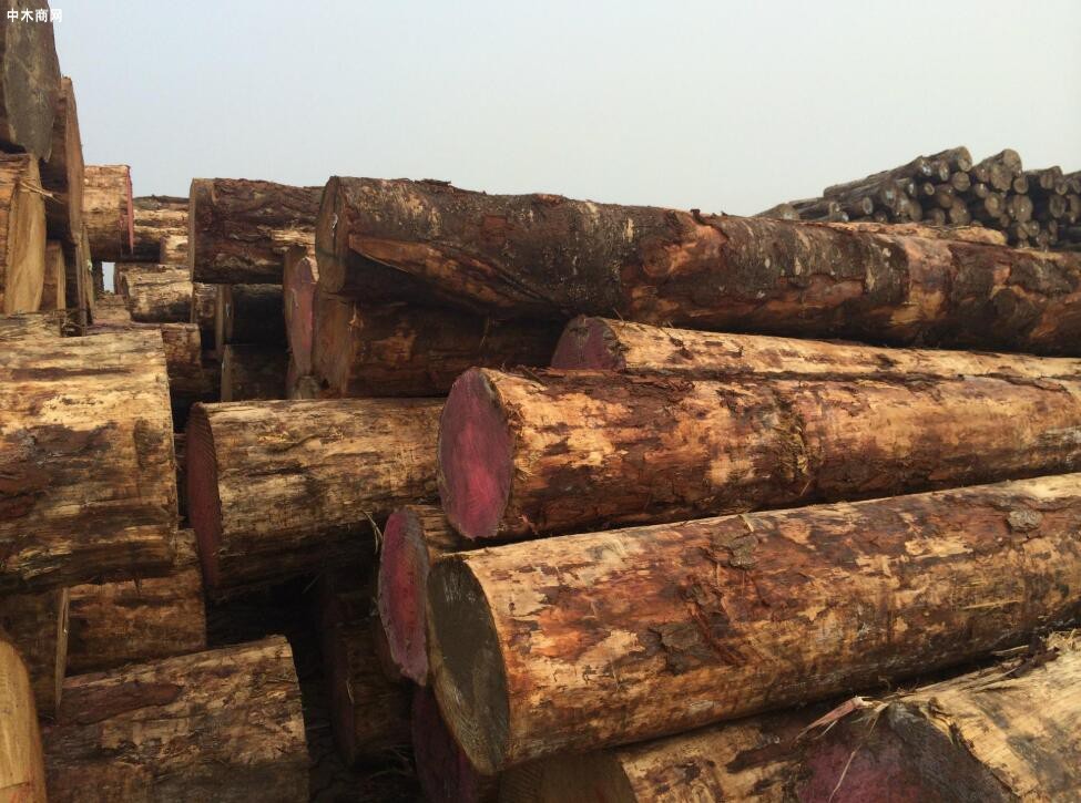 新西兰原木价格持续攀升锯材或将打折出售至亚洲