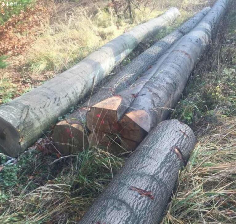 英国木材行情