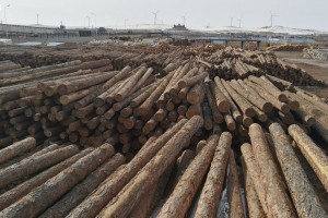 2022年俄罗斯森林清理采伐量下降至720万立方米