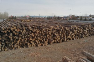 俄罗斯木材几乎从滨海边疆区运往中国