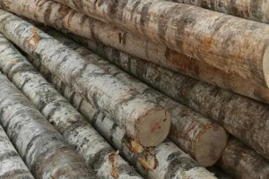 俄罗斯木材或将涨价5-10%
