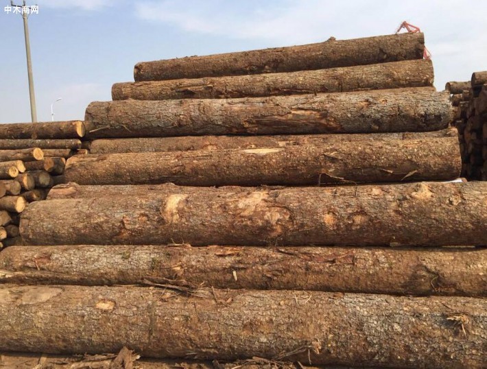 昨日起中国恢复澳大利亚木材进口